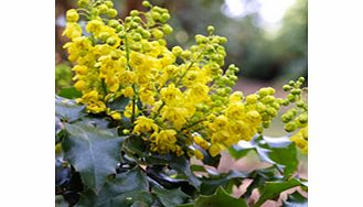 Unbranded Mahonia Plant - Aquifolium