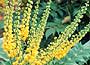 Mahonia