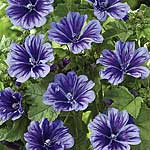 Unbranded Malva Blue Fountain