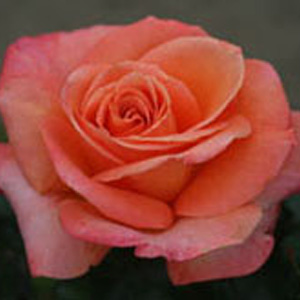 Unbranded Mama Mia Hybrid Tea Rose (pre-order now)