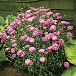 Unbranded Marguerite Collection Plants