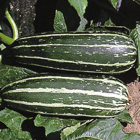 Unbranded Marrow Badger Cross F1 Seeds 12 Seeds