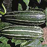 Unbranded Marrow Badger Cross F1 Seeds 439539.htm