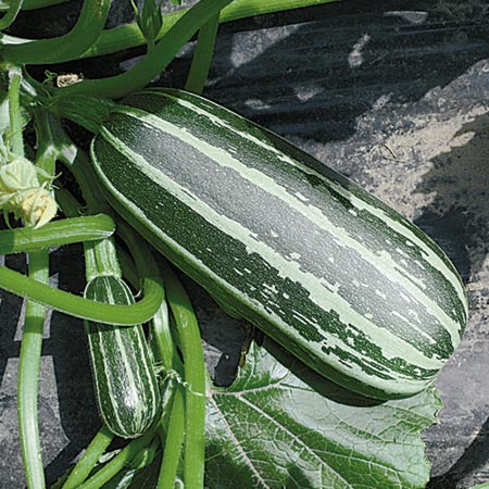 Unbranded Marrow Bush Baby Seeds 15 Seeds