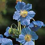 Unbranded Meconopsis Betonicifolia Potted Plants