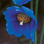 Unbranded Meconopsis Lingholm Seeds 426911.htm