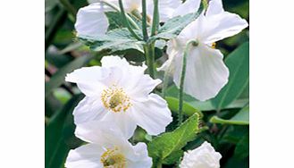 Unbranded Meconopsis Plant - Alba