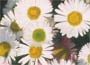 Mexican Fleabane