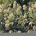 Unbranded Mignonette Machet Seeds 416764.htm