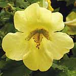 Unbranded Mimulus Big Boy Lemon Yellow F1 Seeds 421600.htm