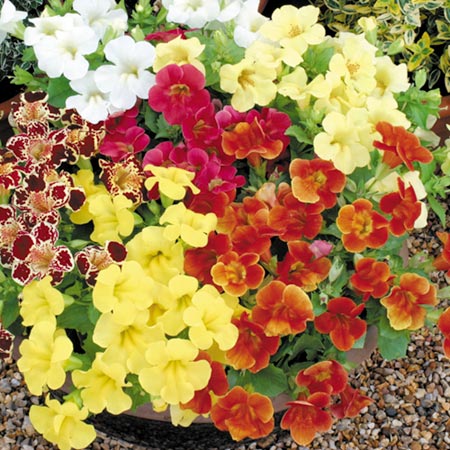 Unbranded Mimulus Big Boy Lemon Yellow F1 Seeds (Monkey