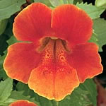 Unbranded Mimulus Big Boy Orange F1 Seeds 426989.htm