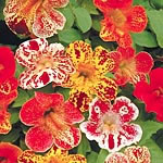 Unbranded Mimulus Little Devil F2 Seeds 421523.htm