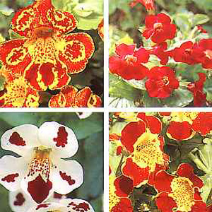 Unbranded Mimulus Shade Loving Hybrids Seeds