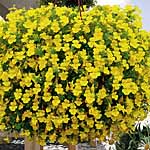 Unbranded Mimulus Vortex Yellow Plants 430241.htm