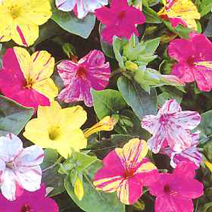 Unbranded Mirabilis Jalapa Broken Seeds