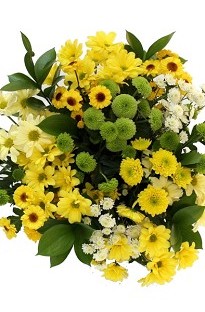 Unbranded Mixed Chrysanthemum Meadow Sunrise