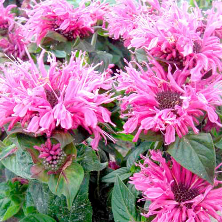 Unbranded Monarda Cranberry Lace Plants Pack of 3 Pot