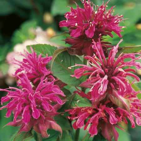 Unbranded Monarda Panorama Seeds Average Seeds 270