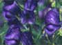 Monkshood