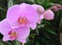 Moth Orchid