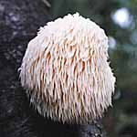 Unbranded Mushroom Lions Mane Spawn Plugs 476073.htm