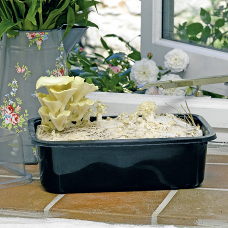 Unbranded Mushroom Windowsill Kit - Yellow Oyster