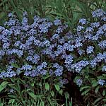 Unbranded Myosotis Compindi Seeds 427038.htm