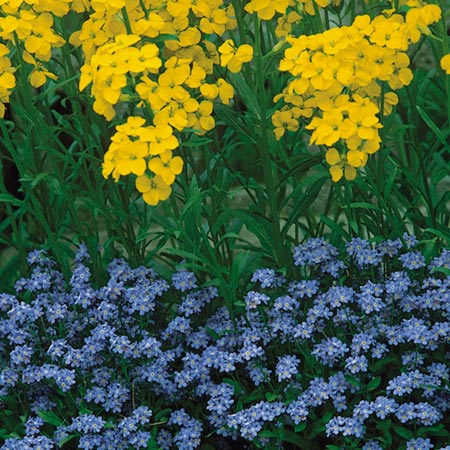Unbranded Myosotis Compindi Seeds (Forget-Me-Not) Average