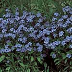 Unbranded Myosotis Compindi Seeds