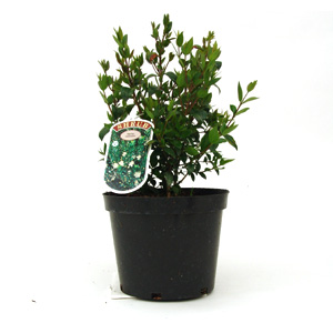 Unbranded Myrtus communis - Tarentum Myrtle