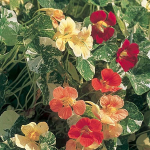 Unbranded Nasturtium Alaska Mix Seeds