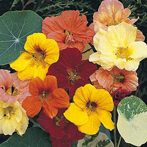 Unbranded Nasturtium Alaska Mixed Seeds