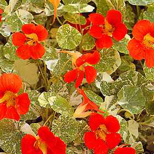 Unbranded Nasturtium Alaska Scarlet Seeds