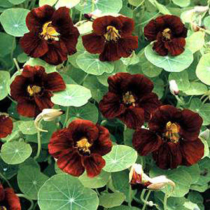 Unbranded Nasturtium Black Velvet Seeds