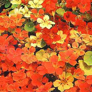 Unbranded Nasturtium Climbing Mixed Seeds