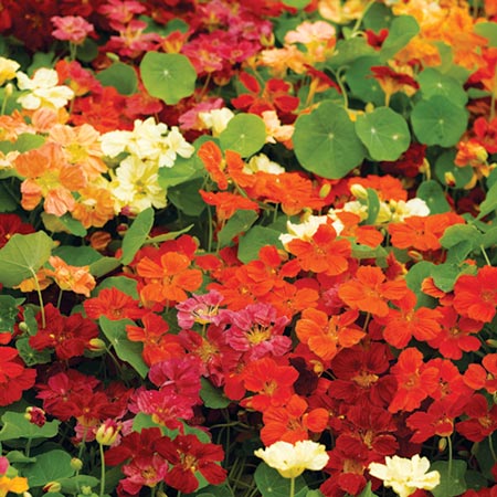 Unbranded Nasturtium Paintbox Mixed Seeds Average Seeds 25