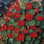 Unbranded Nasturtium Princess of India Seeds