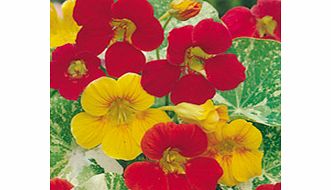 Unbranded Nasturtium Seeds - Alaska Mixed