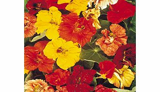 Unbranded Nasturtium Seeds - Trailblazer