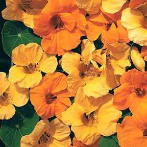 Unbranded Nasturtium St Clements Seeds