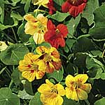 Unbranded Nasturtium Tall Mixed Seeds 416969.htm