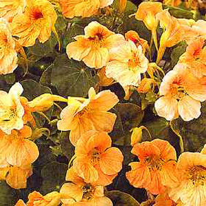 Unbranded Nasturtium Tip Top Apricot Seeds