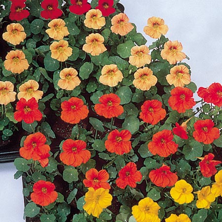 Unbranded Nasturtium Tip Top Mixed Seeds Average Seeds 25