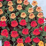 Unbranded Nasturtium Tip Top Mixture Seeds