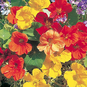 Unbranded Nasturtium Tropical Mix Seeds