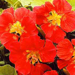 Low mounds covered with a mass of bloom. The semi double cherry rose flowers are carried well above 