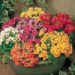 Unbranded Nemesia Sundrops Mixed Plants