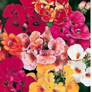 Nemesia Suttoni Carnival Mix Seeds