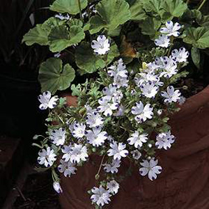 Unbranded Nemophila Five Spot Trailing Seeds